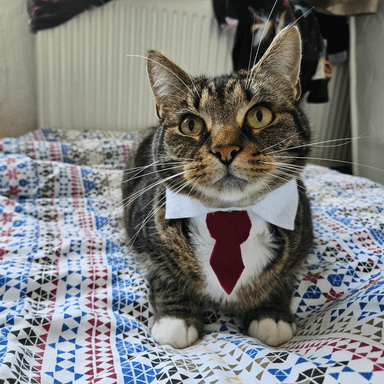 Cat with tie